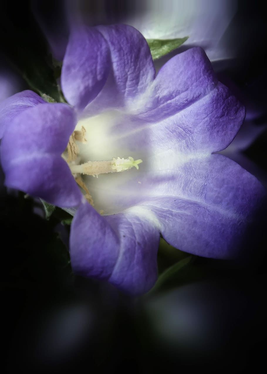 Hd Wallpaper: Campanula, Dark, Blossom, Bloom, Flower, Blue, Purple 