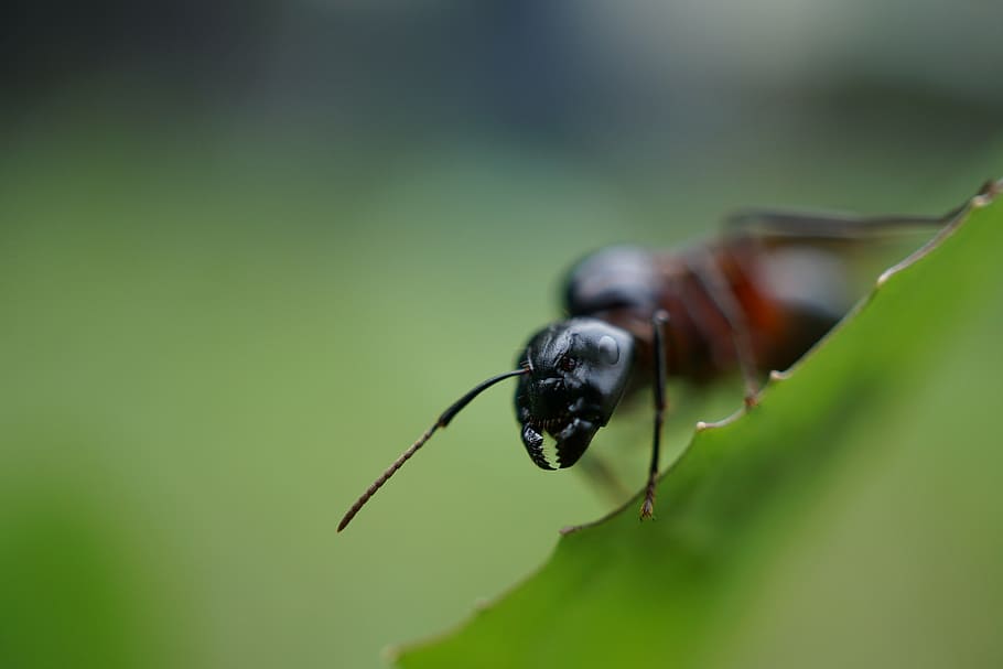 ant, probe, head, close, insect, macro, nature, animal, close-up HD wallpaper
