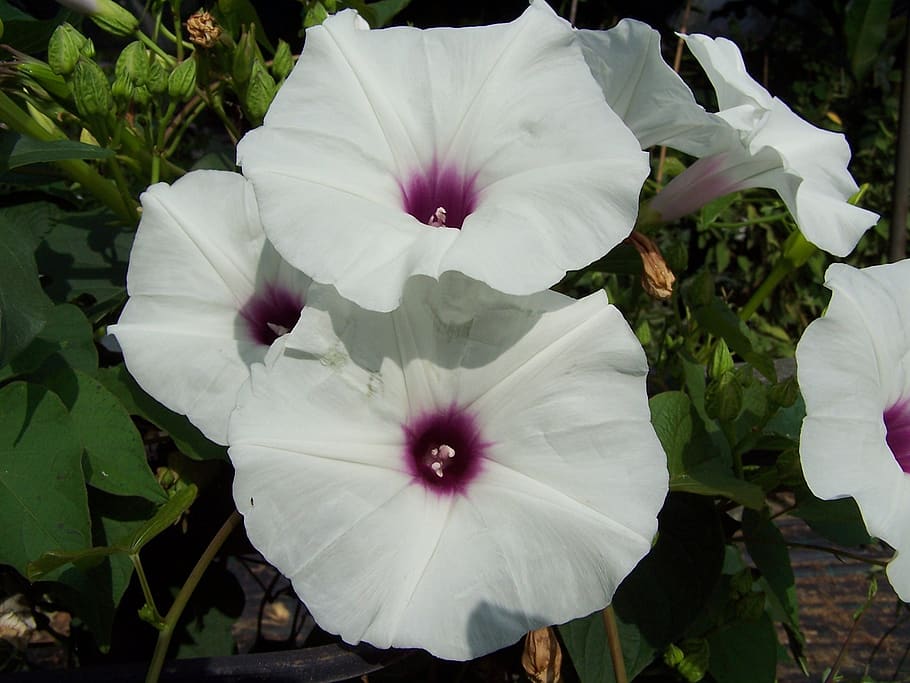 ipomoea pandurata, flower, rustico, white petals, purple center, HD wallpaper