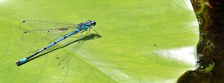 focus photography of dragonfly on green leaf, blue, blue dragonfly