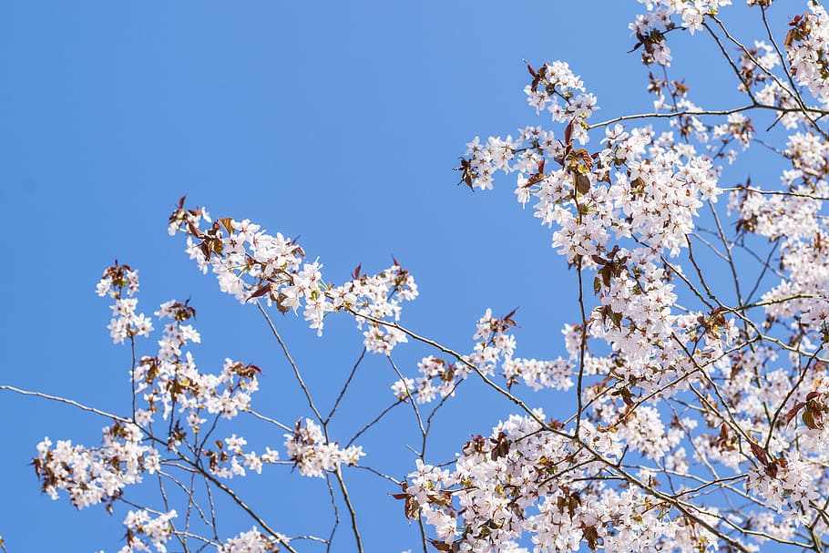 Sakura, Cherry Tree, Cherry, Tree, spring, flower, blossom HD wallpaper