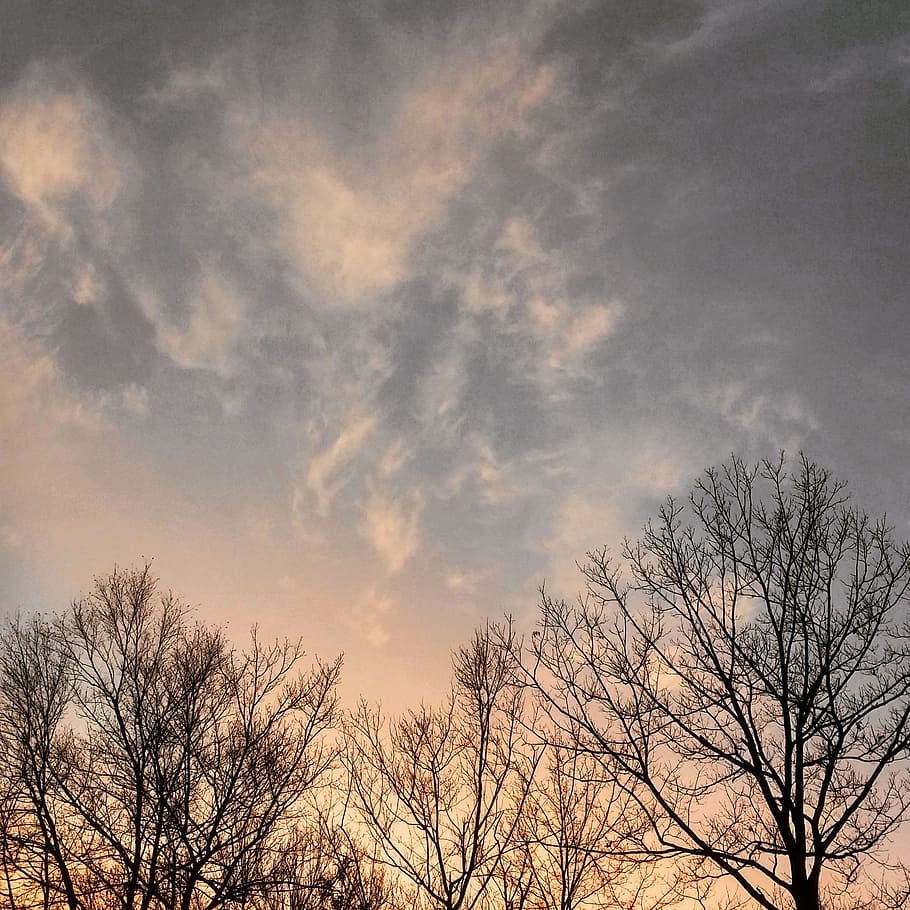 trees, sky, nature, clouds, bare tree, cloud - sky, beauty in nature HD wallpaper