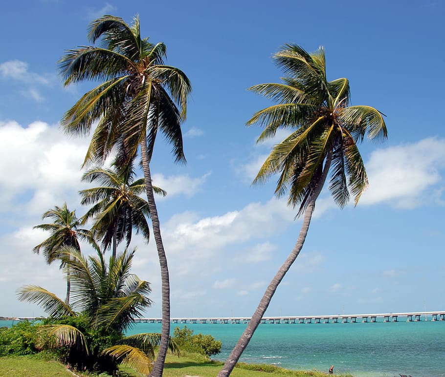 coconut trees near at body of water, bahia honda, state park, HD wallpaper
