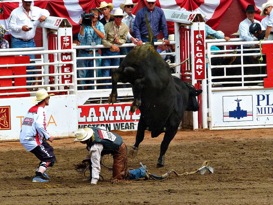 two men near black bull, calgary, stampede, alberta, canada HD wallpaper