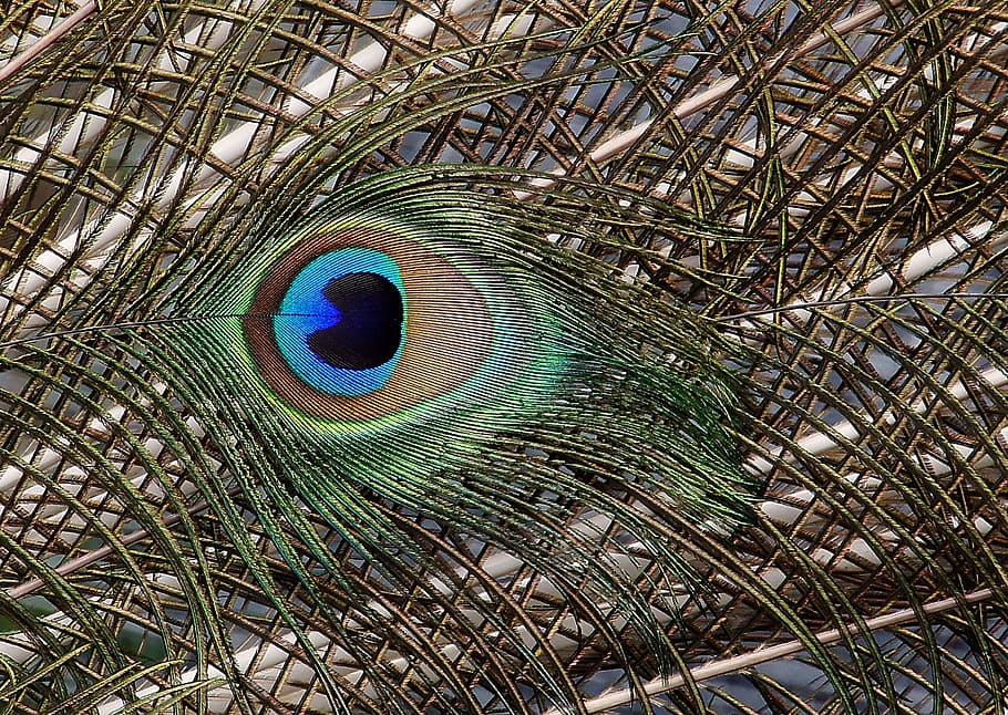 Peacock feather, tail feathers, close up, plumage, bird, peafowl, HD wallpaper