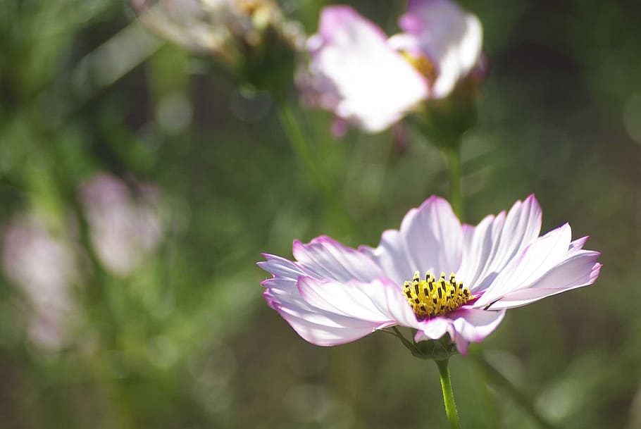talahi, background, flower, pinks, white, green, flowering plant HD wallpaper