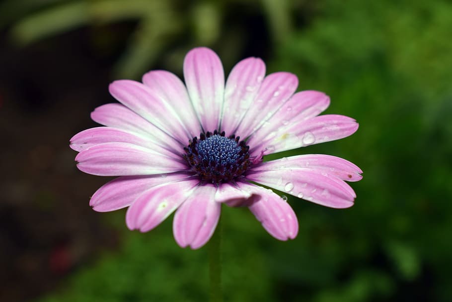 Flower, Nature, Spring, pink color, fragility, focus on foreground HD wallpaper