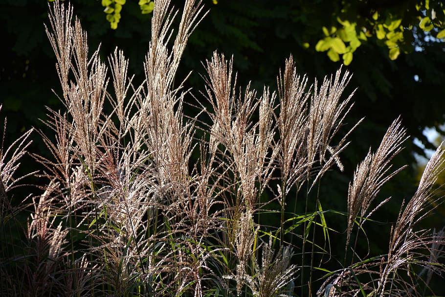 Reed, Sun, Back Light, Mood, nature, plant, outdoors, no People HD wallpaper