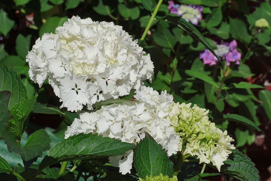 hydrangeas, flowers, summer, white, garden, hydrangea flowers HD wallpaper