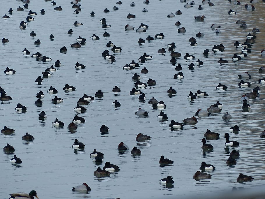tufted duck, ducks, waterfowl, group, lake, aythya fuligula HD wallpaper