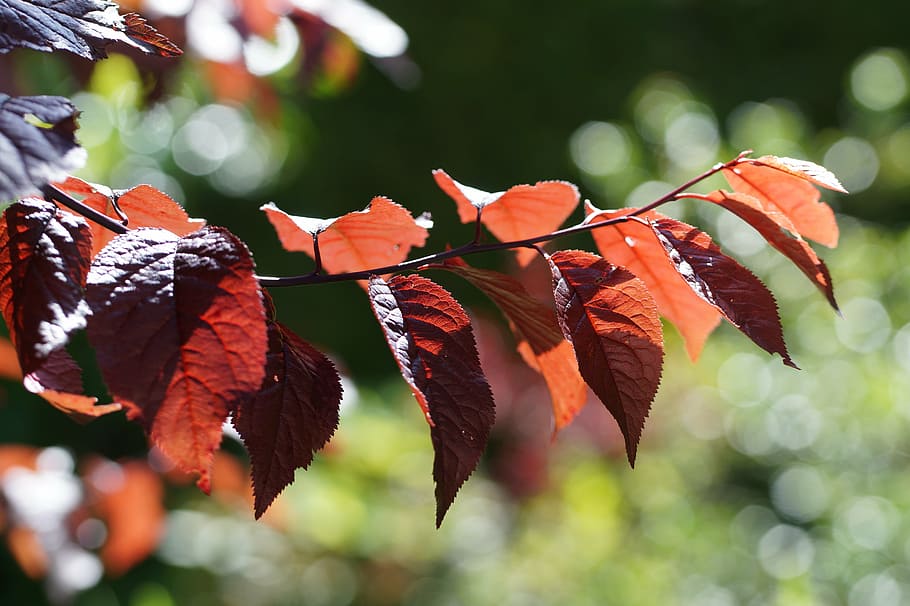 tree, red, leaves, branch, summer, bright, leaf, autumn, nature HD wallpaper