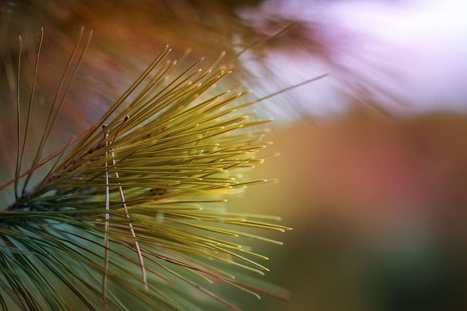 green, grass, tree, plant, growth, close-up, nature, beauty in nature HD wallpaper