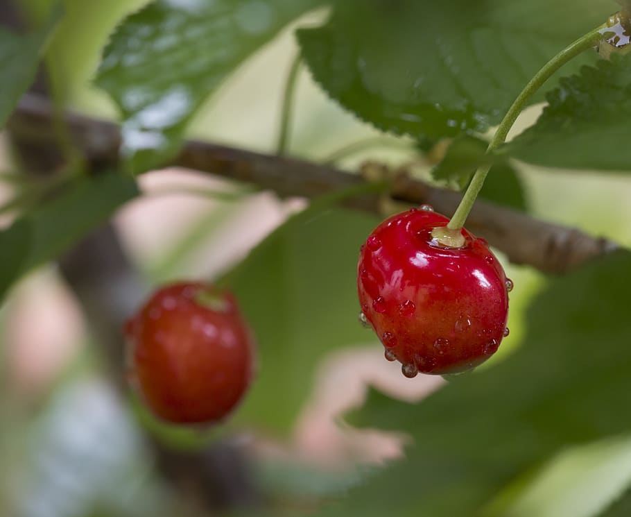 cherries, drops, cherry, fruit, fresh fruit, seize, moment HD wallpaper