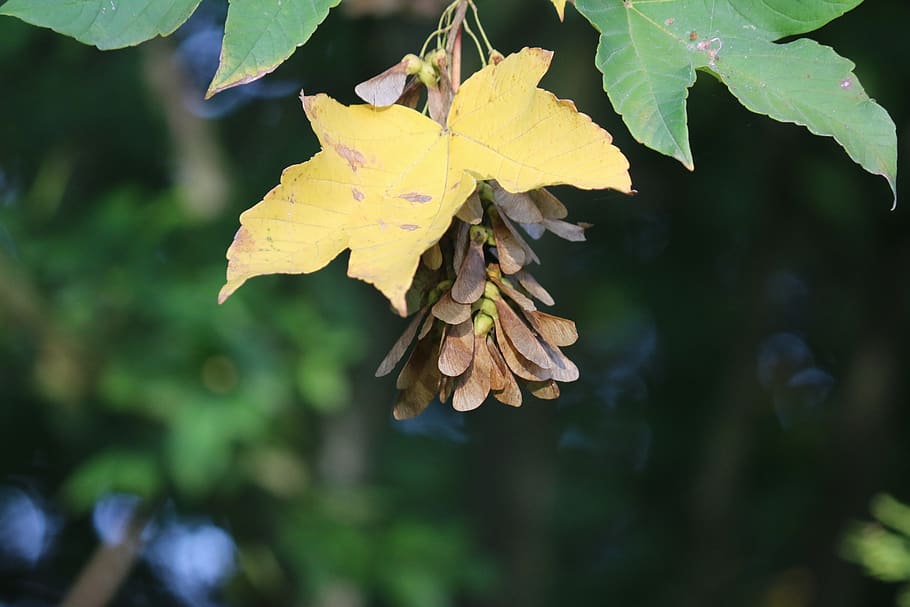 acer, seeds, tree, maple, colorful, fall, nature, leaf, plant part