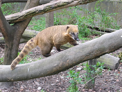 coati, creature, predator, bear, animal, zoo, climb, animal wildlife HD wallpaper
