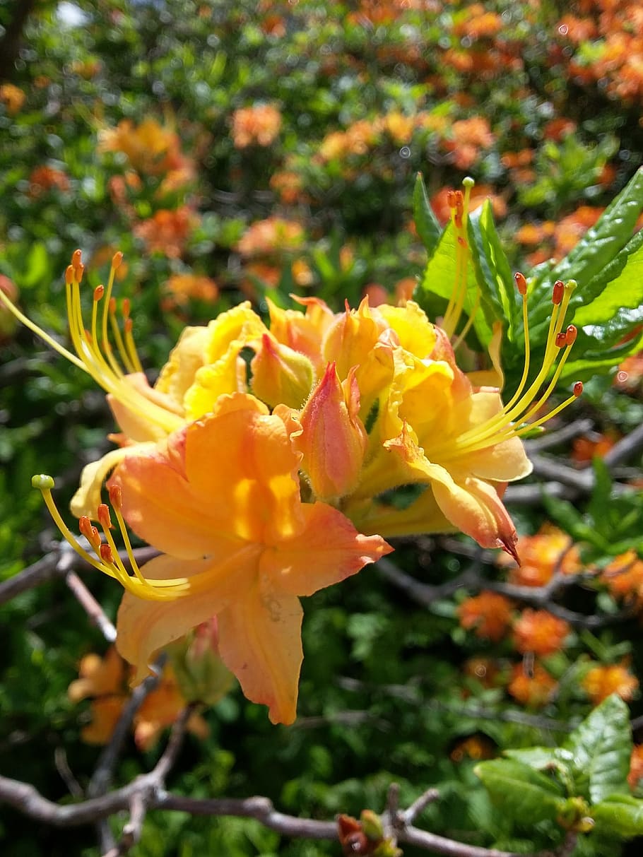 yellow azaleas, yellow flower, spring, blooming, roan mountain