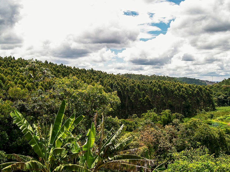 Nature, Trees, Fruit, Plants, green, banana, banana tree, forest HD wallpaper