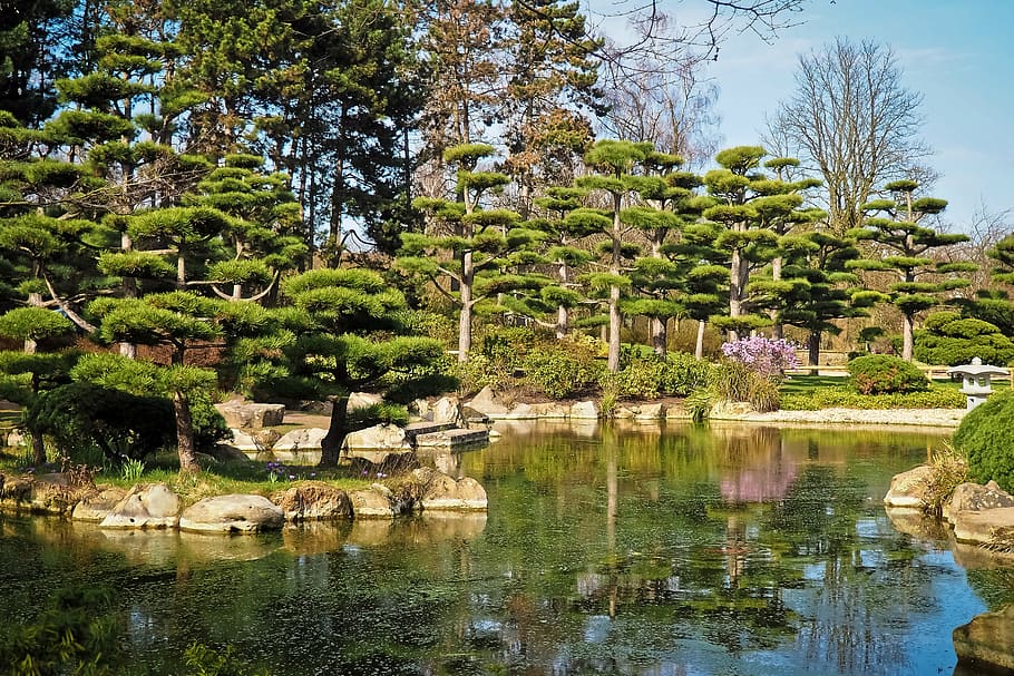 green trees near the lake, landscape, garden, japanese garden