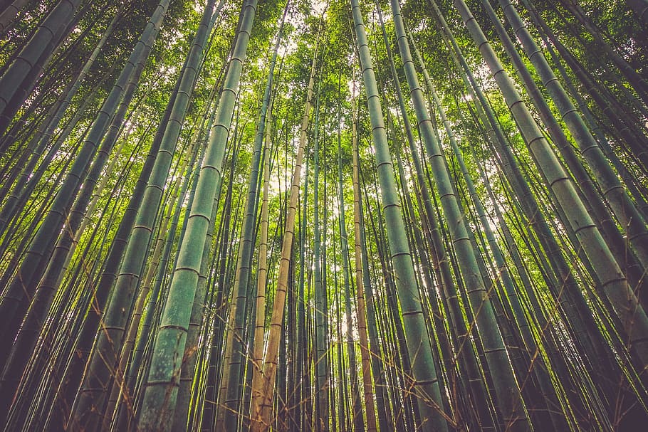 low angle of green bamboo forest, trees, nature, natural, environment, HD wallpaper