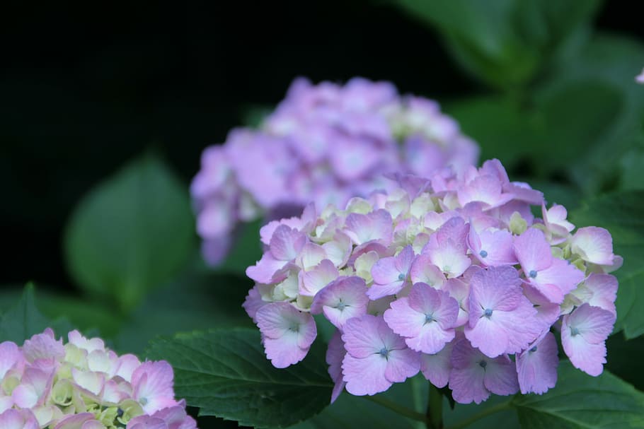 Hydrangea, Purple, june, flower, nature, no people, plant, outdoors HD wallpaper