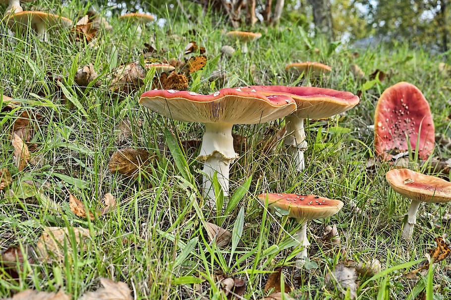 matryoshka, red fly agaric mushroom, screen, forest, garden, HD wallpaper