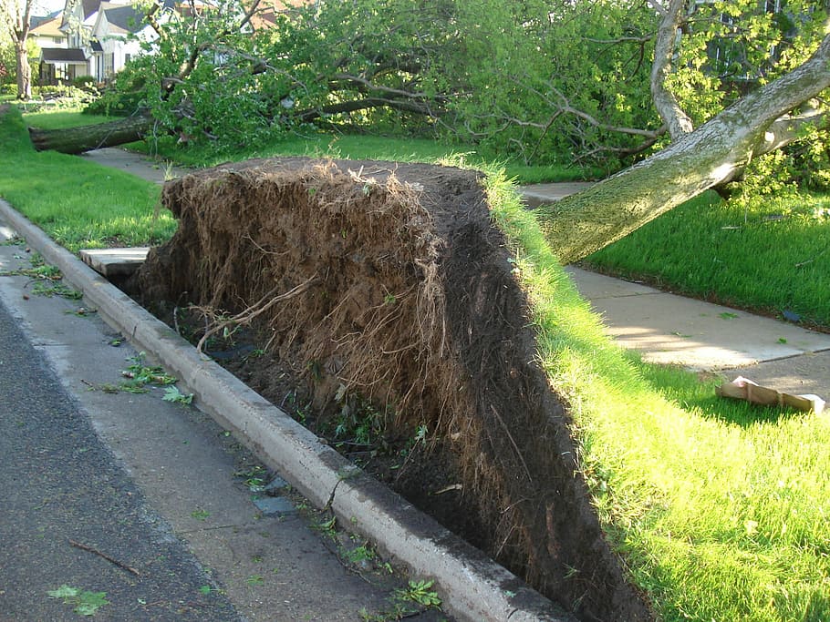 tree, roots, tornado, tree with roots, climate change, green HD wallpaper