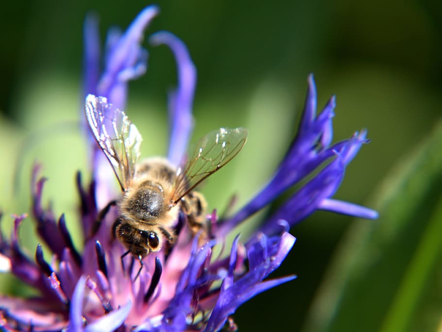 Bee, Cornflower, Close, Nature, Insect, violet, green, wild bee HD wallpaper