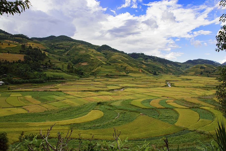 terraces, cooked rice, sunset, vietnam, dien bien, south east asia, HD wallpaper