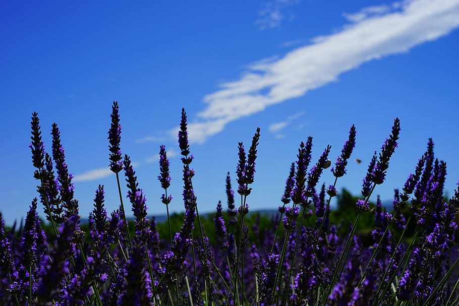 lavender flowers, purple, flora, floral, lavender field, blue, HD wallpaper