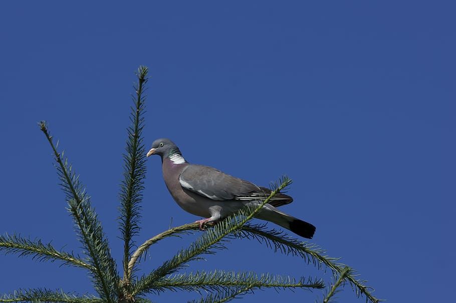 Dove, Bird, Sky, Blue, Branch, Plumage, animal world, nature HD wallpaper