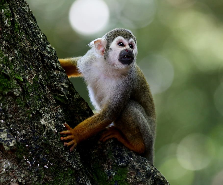 scented monkey, primate, animal, wild, in the tree, natural habitat HD wallpaper