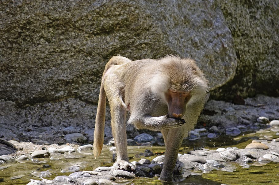 baboon, monkey, primates, family, guinea baboon, mammal, tiergarten HD wallpaper