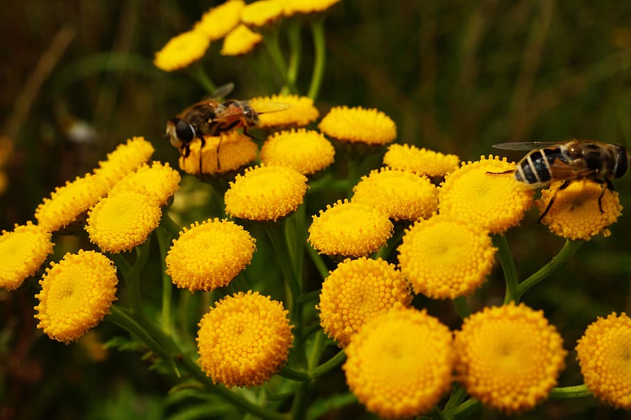 nature, flowers, garden, animal, bees, bloom, blooming, blossom HD wallpaper
