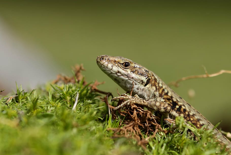 lizard, reptile, foam, animal, nature, wildlife, close-up, animal themes HD wallpaper