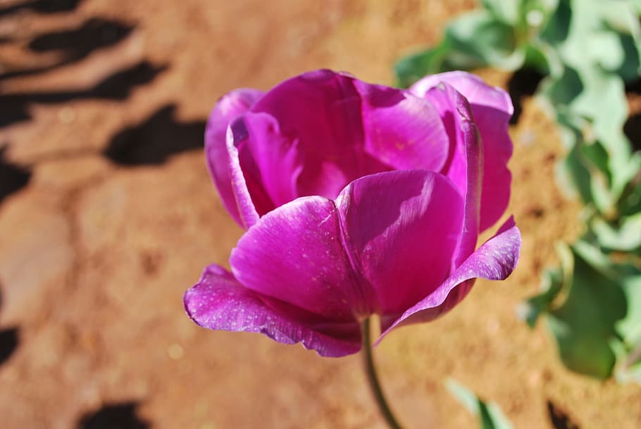 Tulip, Flower, Colourful, Spring, Floral, nature, bright, colorful HD wallpaper