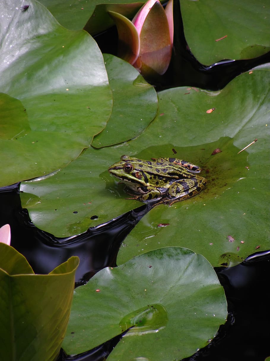 Frog, Pond, Lily, Lily Pad, Amphibians, green, nature, water Lily, HD wallpaper
