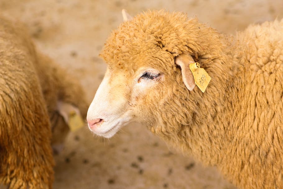 wildlife photography of brown sheep, shallow focus photography of brown sheep HD wallpaper