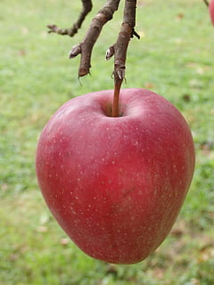 apple, red, fruit, red apple, tree, branch, stalk, gloster HD wallpaper