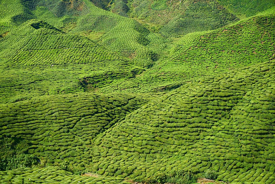landscape photography of mountain, tea, field, green, beautiful HD wallpaper
