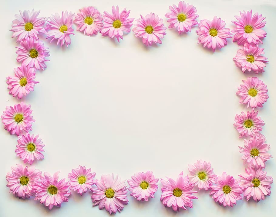 pink petal flower on white surface, pink daisies, border, frame, HD wallpaper