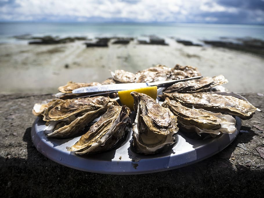 cooked food on round plate, dried oyster on plate, sea, water HD wallpaper