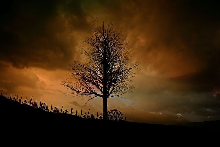 dead tree photo, landscape, lonely, mood, mystical, lone tree HD wallpaper