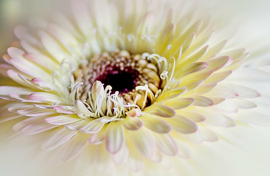 macro photo of white daisy, chrysanthemum, close, flower, soft pink HD wallpaper