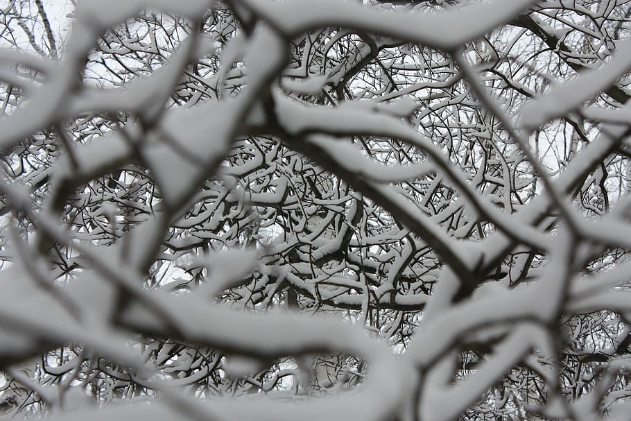 winter, snow, snowflakes, tree, no people, focus on background HD wallpaper