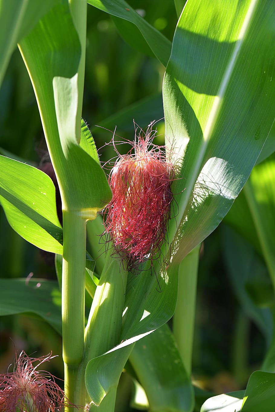 corn, stylus, piston, green, green color, leaf, red, plant HD wallpaper
