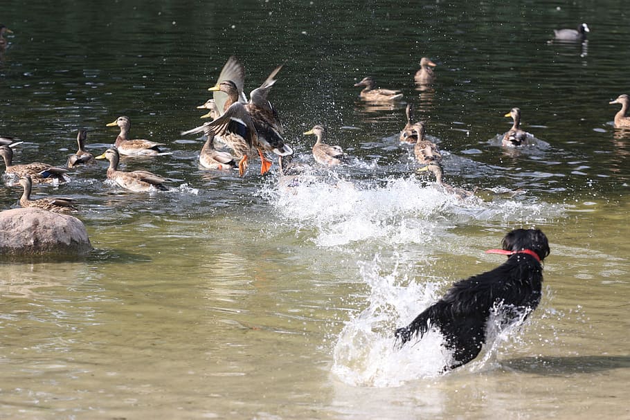 ducks, pond, park, dog, jogging, escape, fly out, fun, joy HD wallpaper