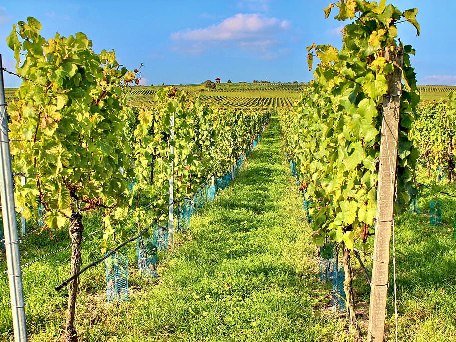 vineyard, vines, cat, wine, autumn, sommerach, grapes, nature