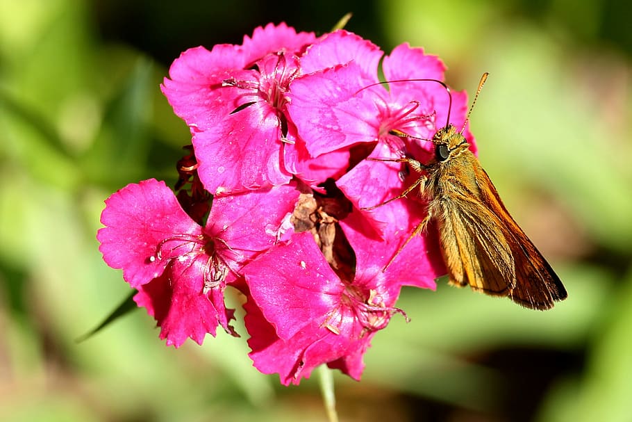 flower, blossom, bloom, red, insect, butterfly, fragility, nature HD wallpaper