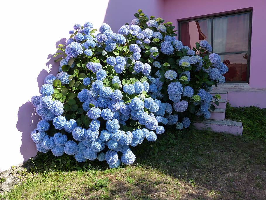hydrangea, blue petals, bush, flower, decoration, nature, plant HD wallpaper