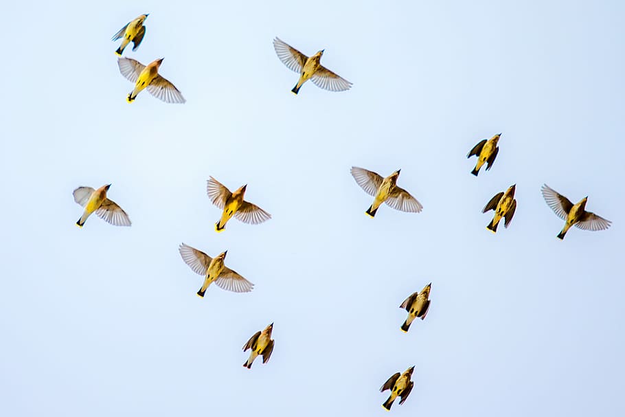 flock of birds flying on sky, flying flock of birds, nature, wing HD wallpaper